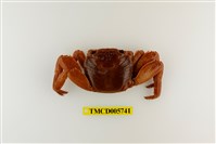 藏品(白紋方蟹)的圖片